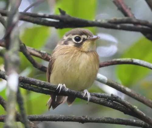 White-throated Spadebill