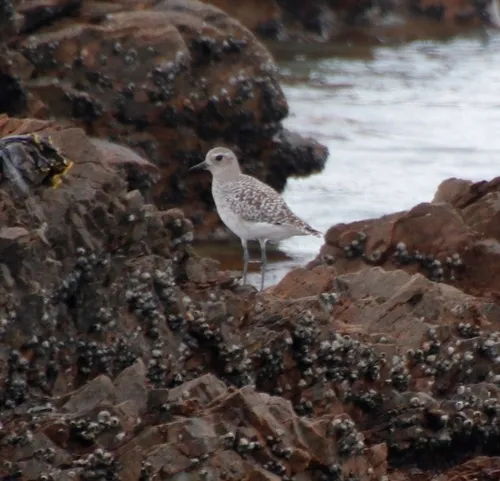 Black-bellied Plover