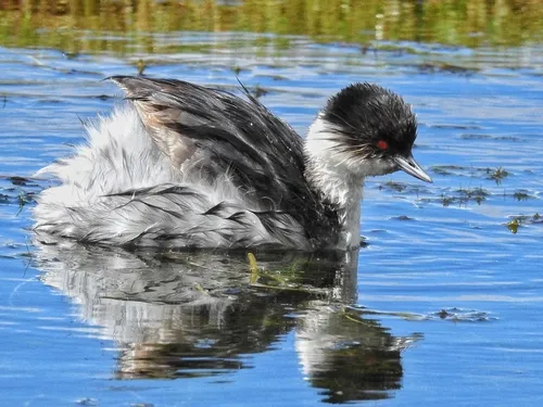 Silvery Grebe
