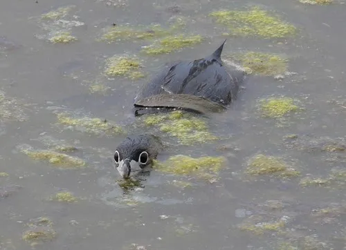 Pied-billed Grebe