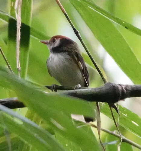 White-cheeked Tody-Flycatcher