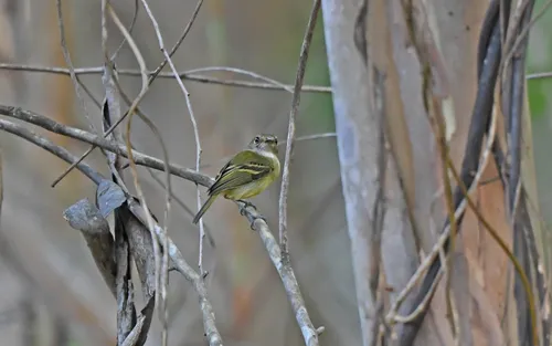 Smoky-fronted Tody-Flycatcher