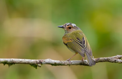 Rusty-fronted Tody-Flycatcher