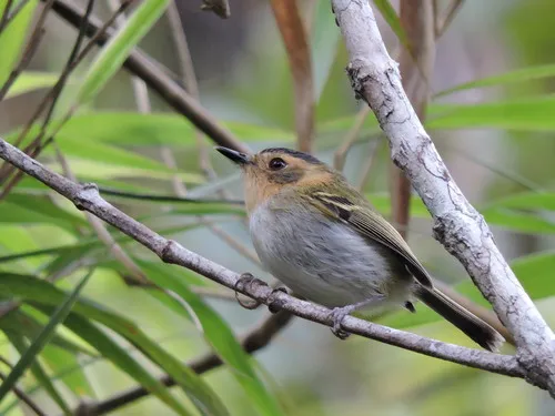 Ochre-faced Tody-Flycatcher