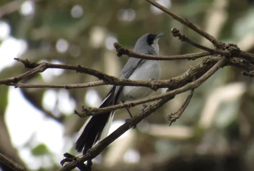 Masked Gnatcatcher