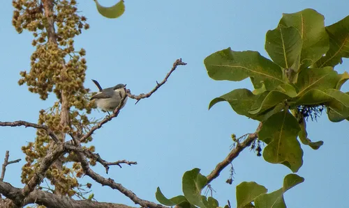 Rio Branco Gnatcatcher