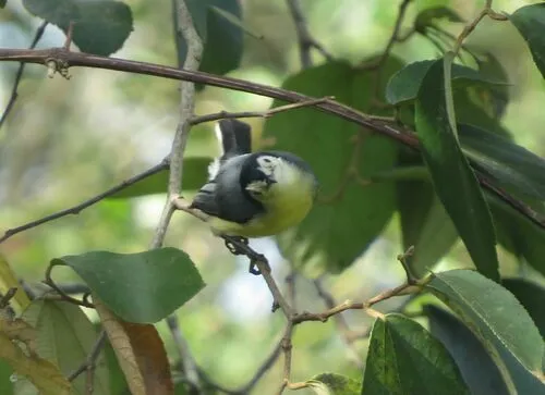 Creamy-bellied Gnatcatcher