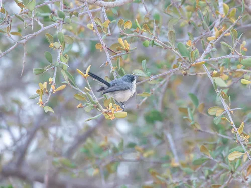 Tropical Gnatcatcher