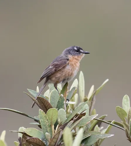 Gray-backed Tachuri