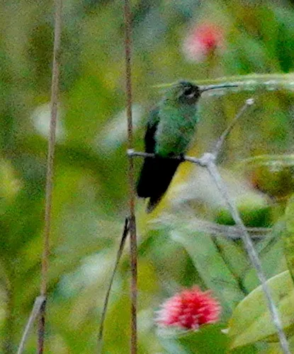 Beija-flor-verde