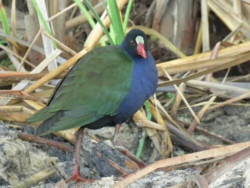 Allen's Gallinule