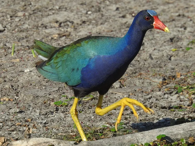 Purple Gallinule