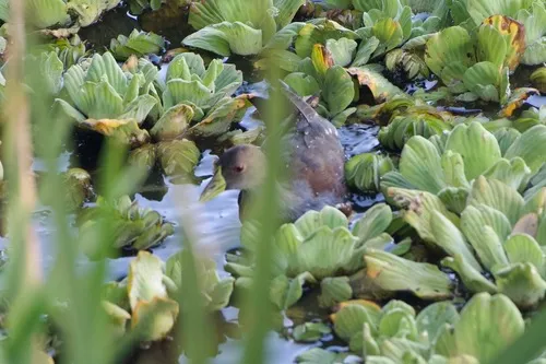 Spot-flanked Gallinule