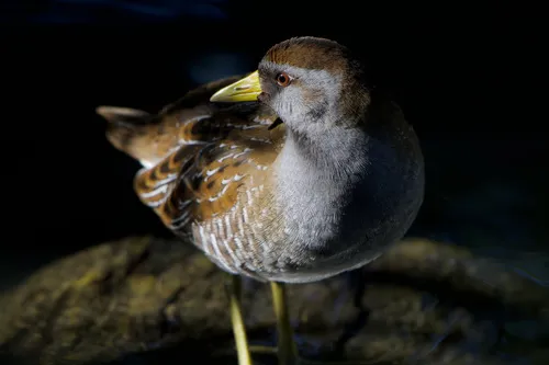 Sora