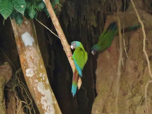Maracanã-de-cabeça-azul