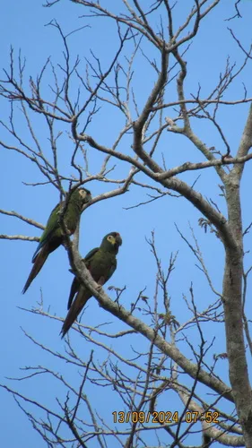 Blue-winged Macaw