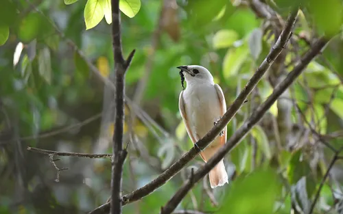 White Bellbird
