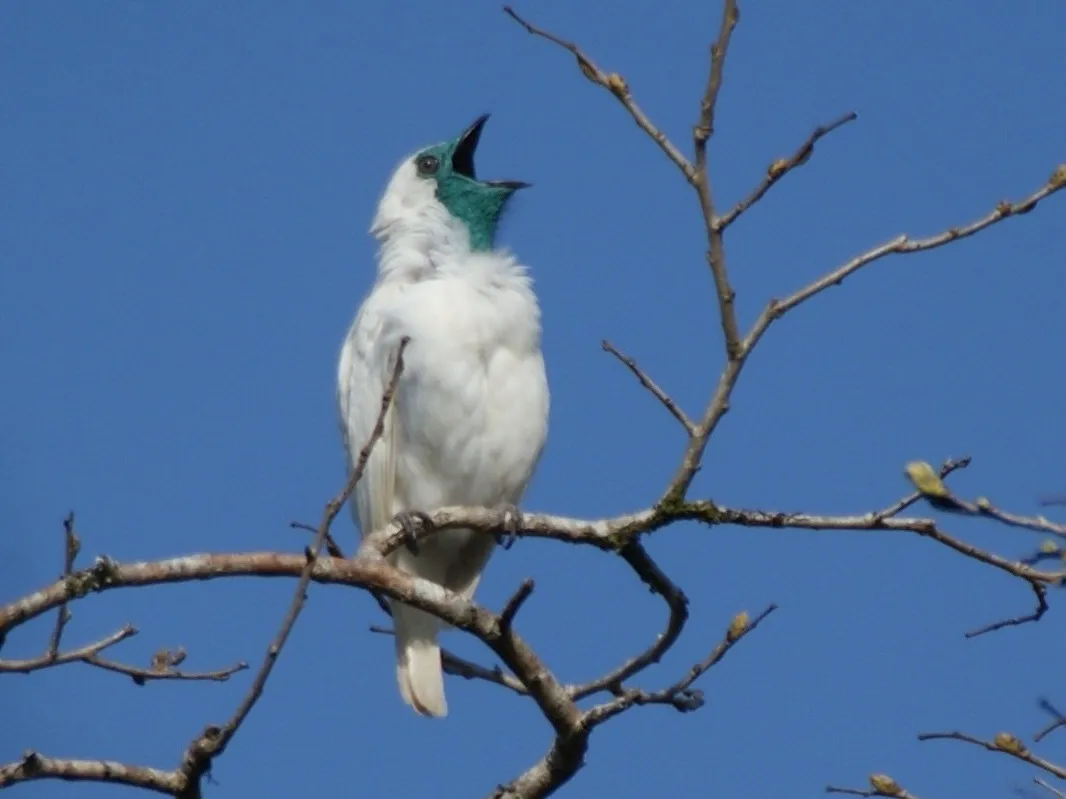 Bare-throated Bellbird