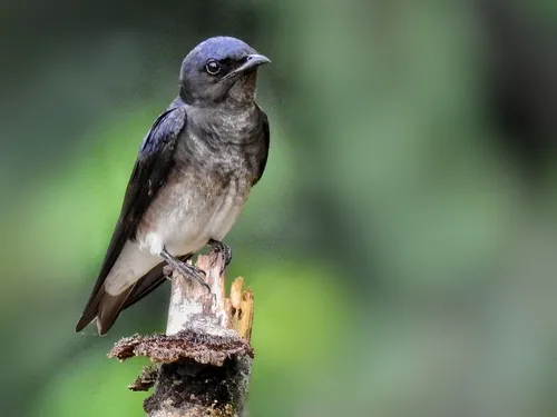 Gray-breasted Martin