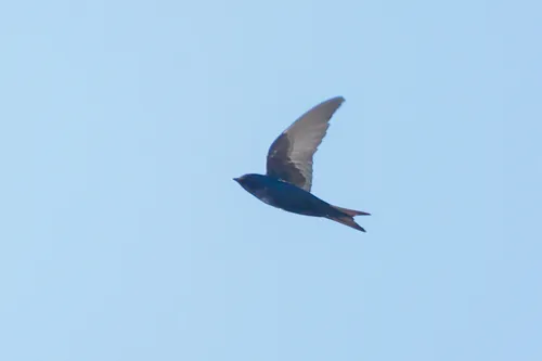 Cuban Martin