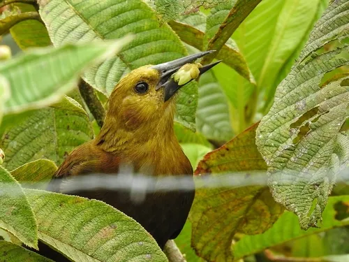 Russet-backed Oropendola