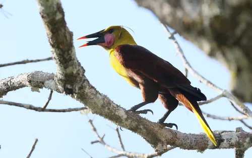 Japuguaçu