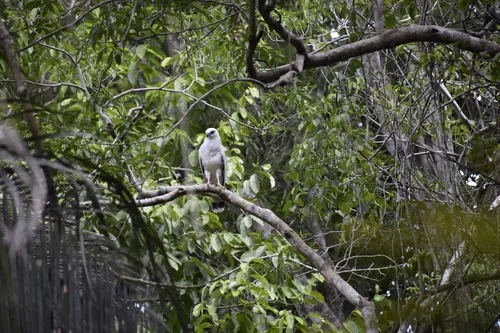White Hawk