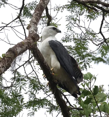 Gavião-pombo-grande