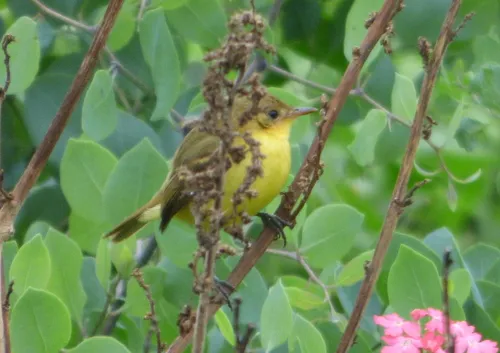 Subtropical Doradito