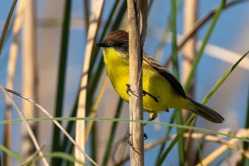 Warbling Doradito