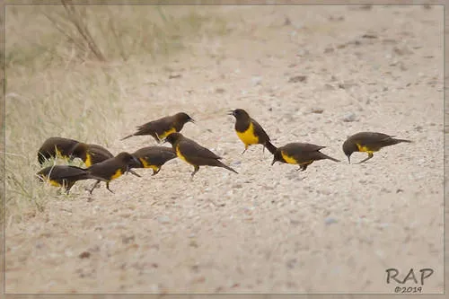 Brown-and-yellow Marshbird