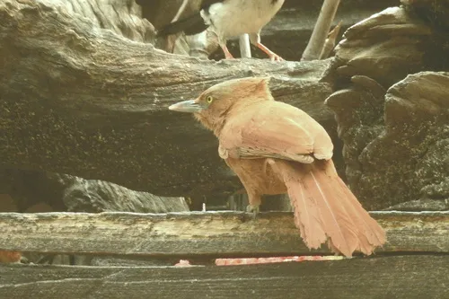 Casaca-de-couro-de-crista-cinza