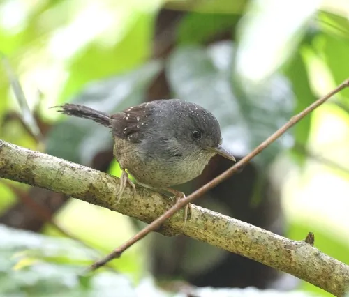 Spotted Bamboowren