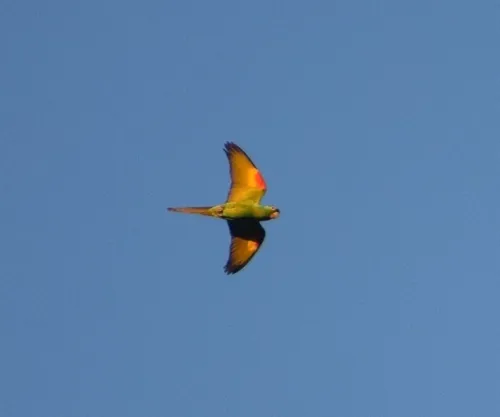 White-eyed Parakeet