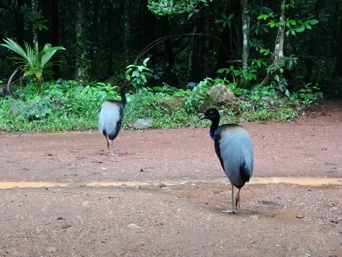 Gray-winged Trumpeter
