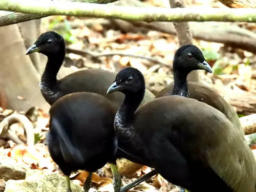 Brown-winged Trumpeter
