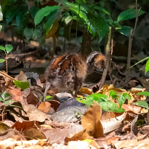 Green-winged Trumpeter