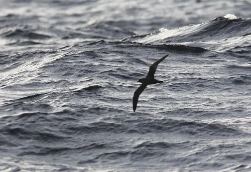 Trindade Petrel