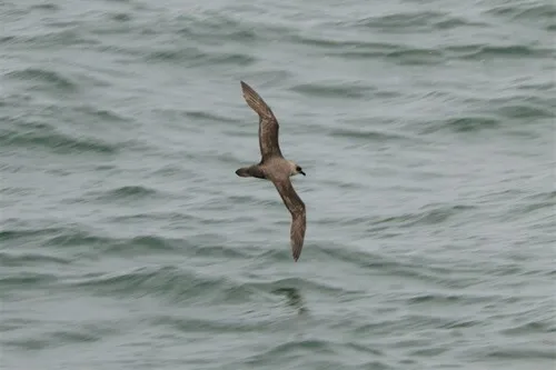 Atlantic Petrel