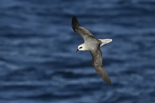 White-headed Petrel