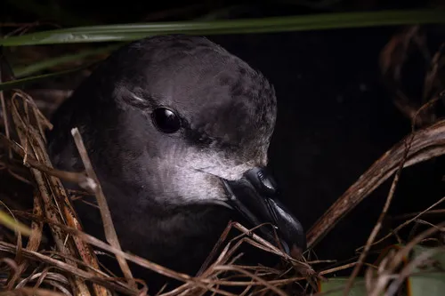 Great-winged Petrel
