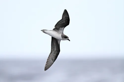Zino's Petrel