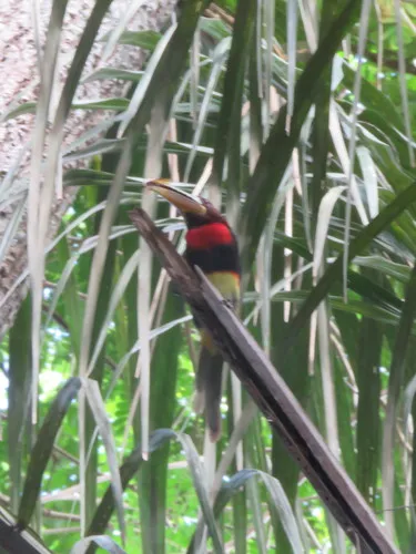 Ivory-billed Aracari