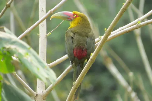 Saffron Toucanet