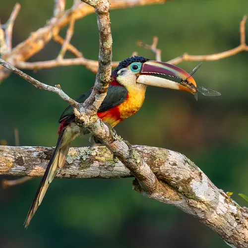 Curl-crested Aracari
