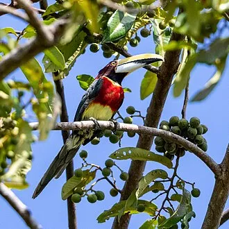 Red-necked Aracari