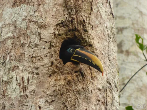Chestnut-eared Aracari