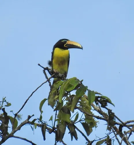 Lettered Aracari