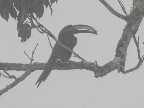 Many-banded Aracari