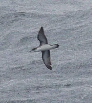 Boyd's Shearwater